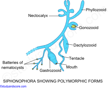 polymorphic colonies of hydrozoa, gastrozooid, dactylozooid, pneumatophore, nectophores, aurophore, gonozooid